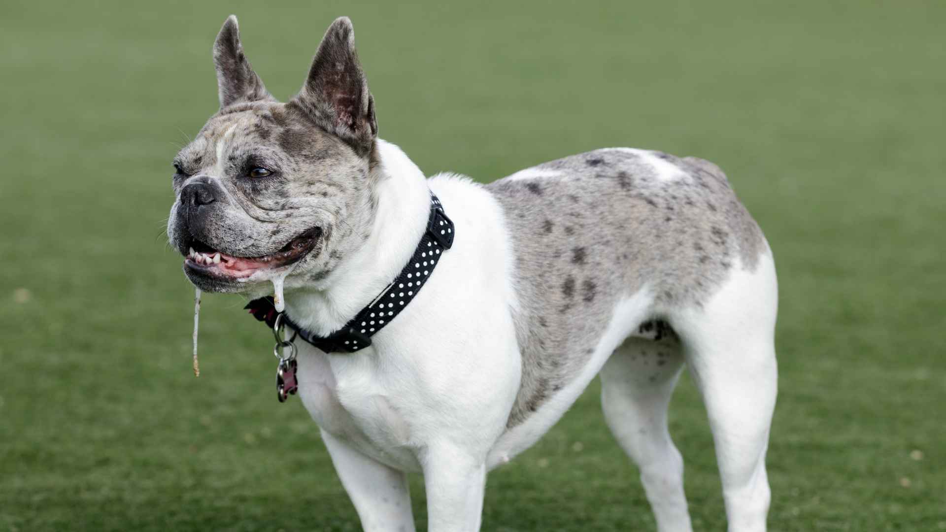 9 Heavy Drooling Dog Breeds That Need Extra Cleanup