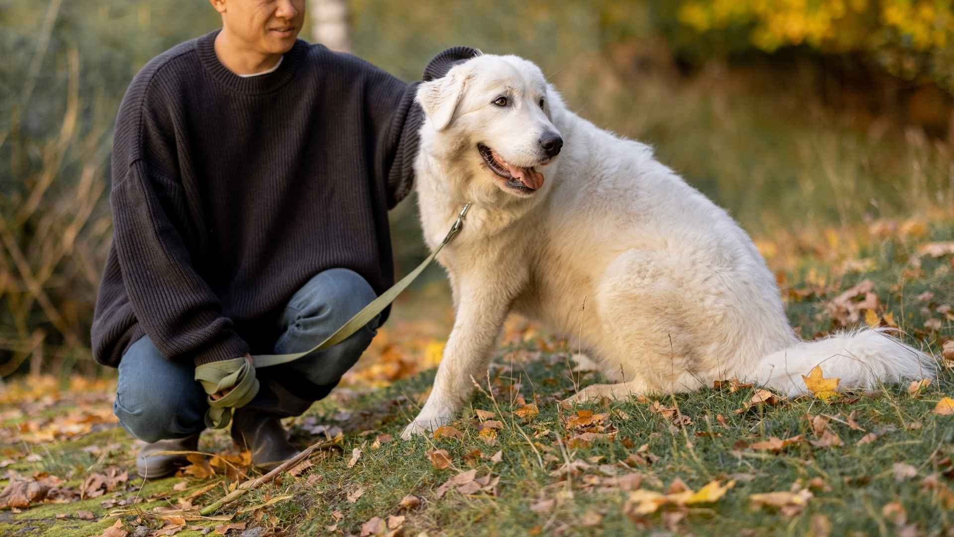 9 Longest Living Dog Breeds for a Lifetime of Love