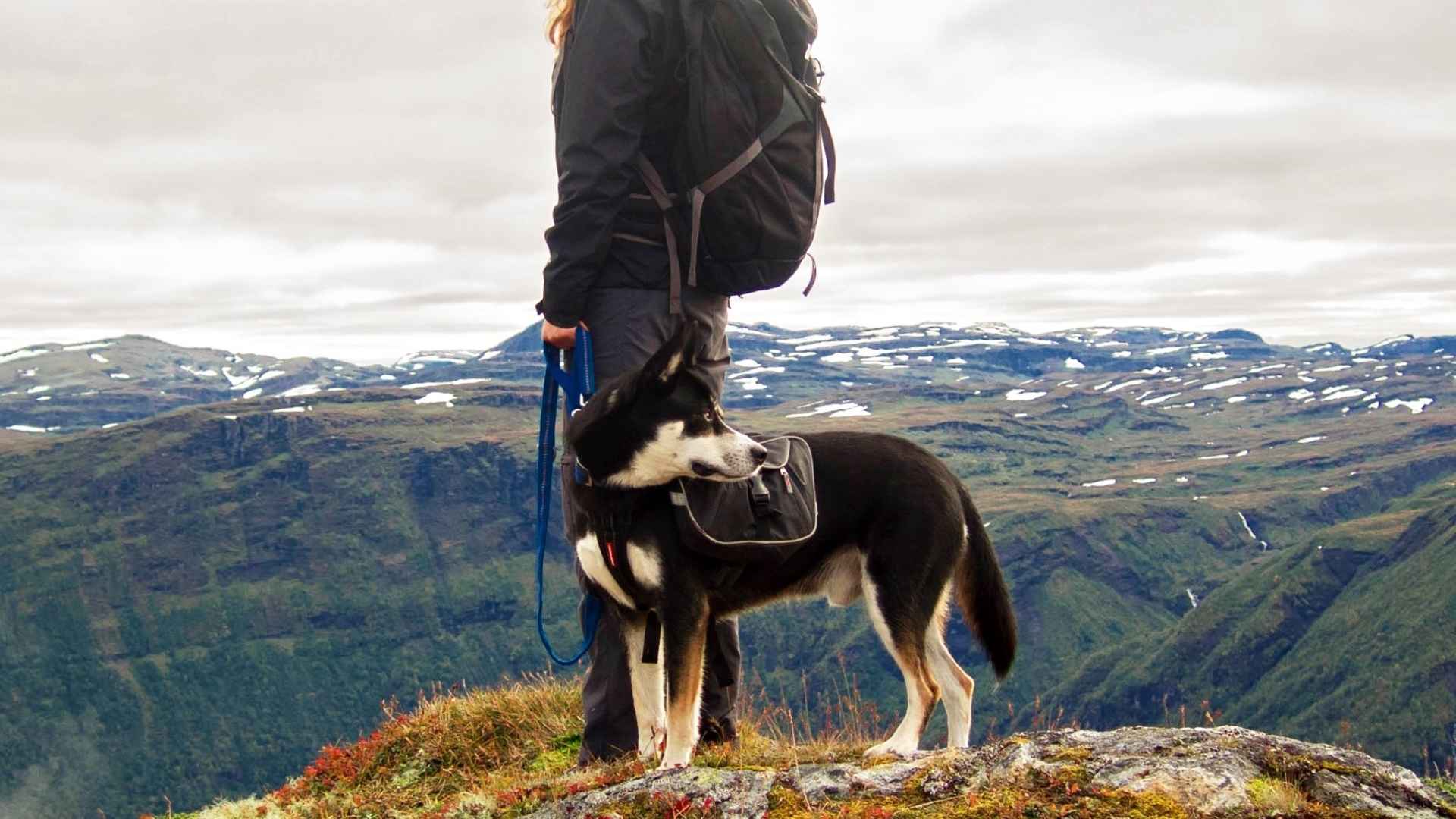 9 Most Active Dog Breeds for Adventure Seekers