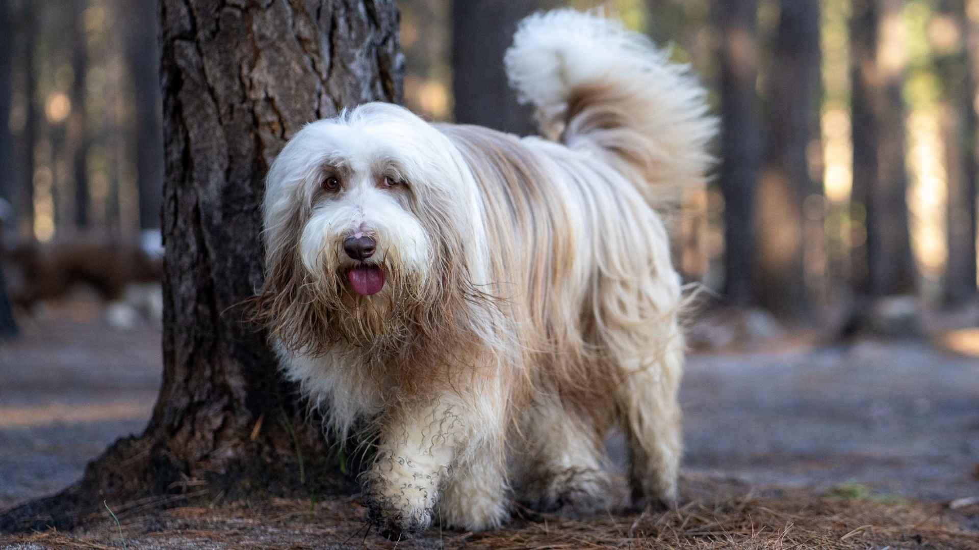 9 Most Hairy Dog Breeds Fluffy Beautiful Loyal Pets