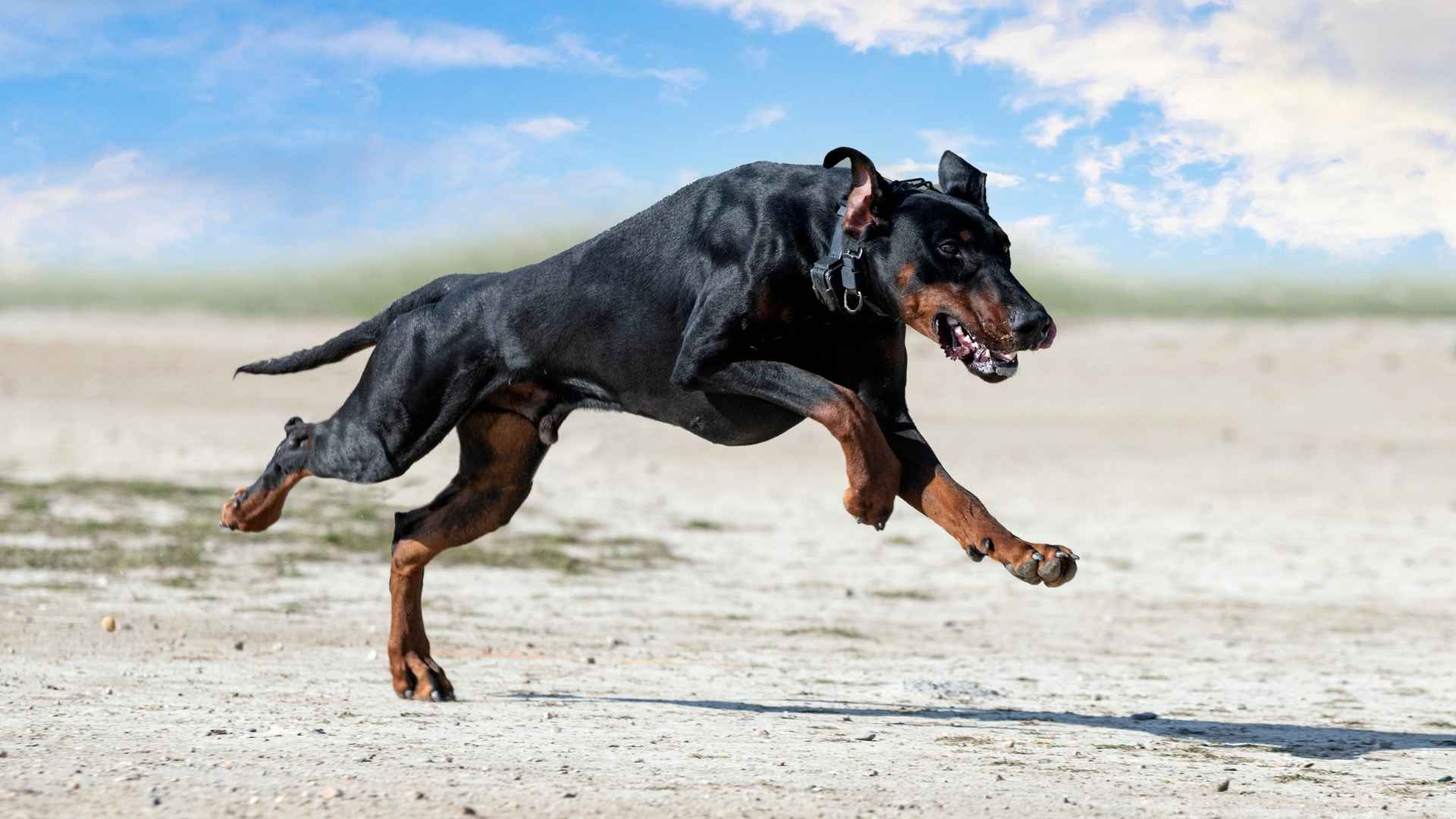 9 Most Masculine Dog Breeds That Exude Strength Loyalty