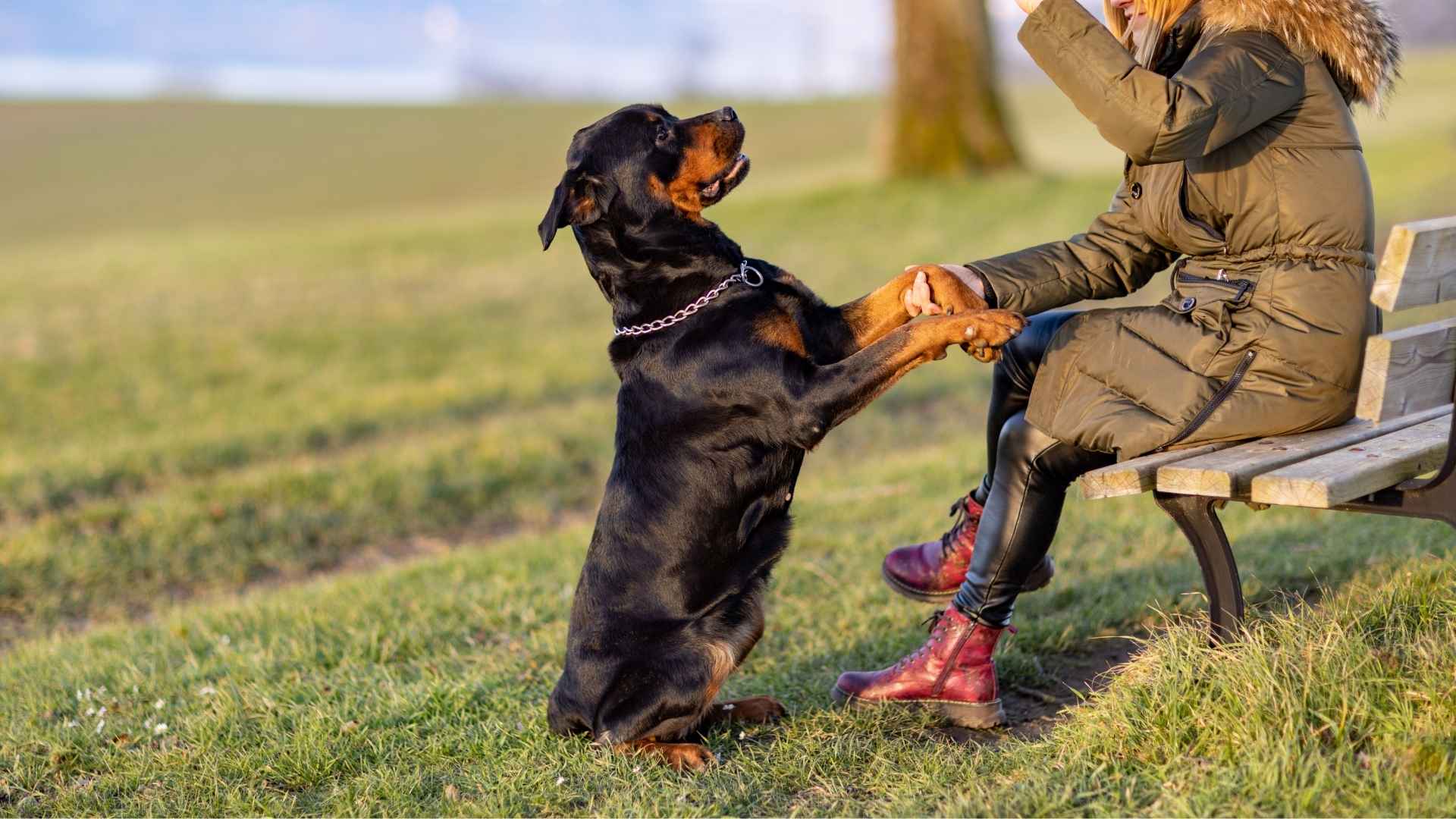 9 Most Obedient Dog Breeds