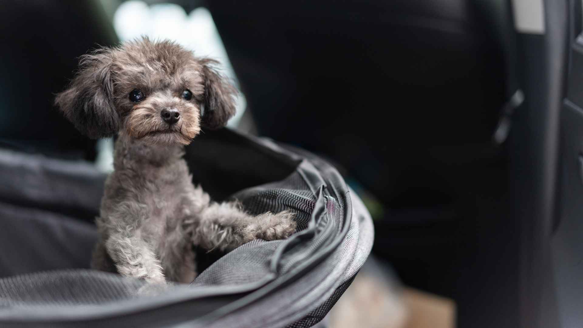 9 Petite Dog Breeds Tiny Adorable and Full of Personality