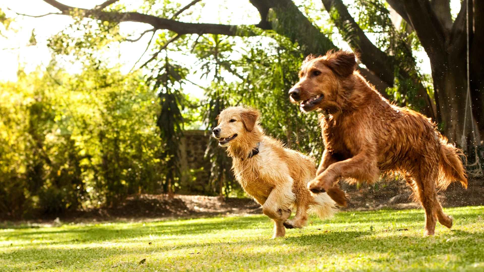 9 Super Energetic Dog Breeds Perfect for Active Lifestyles