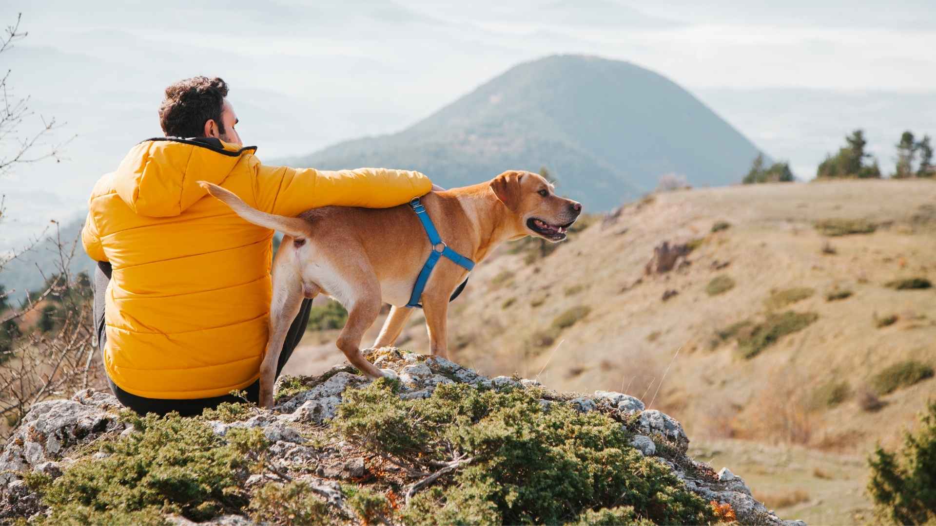 Adventurous Dog Breeds for Outdoor Lovers