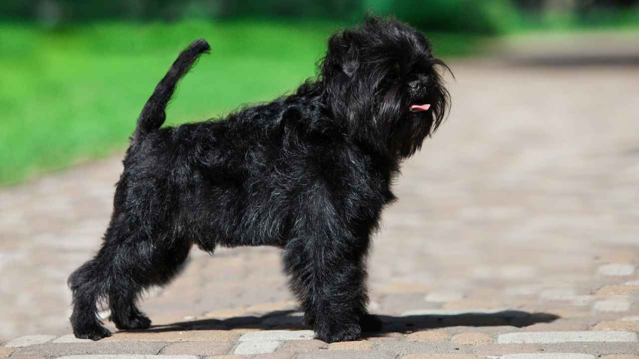 Affenpinscher