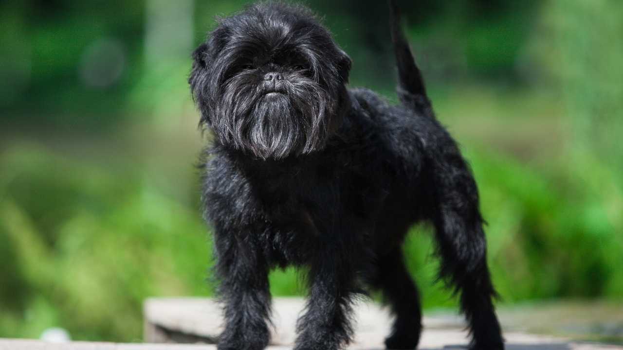 Affenpinscher