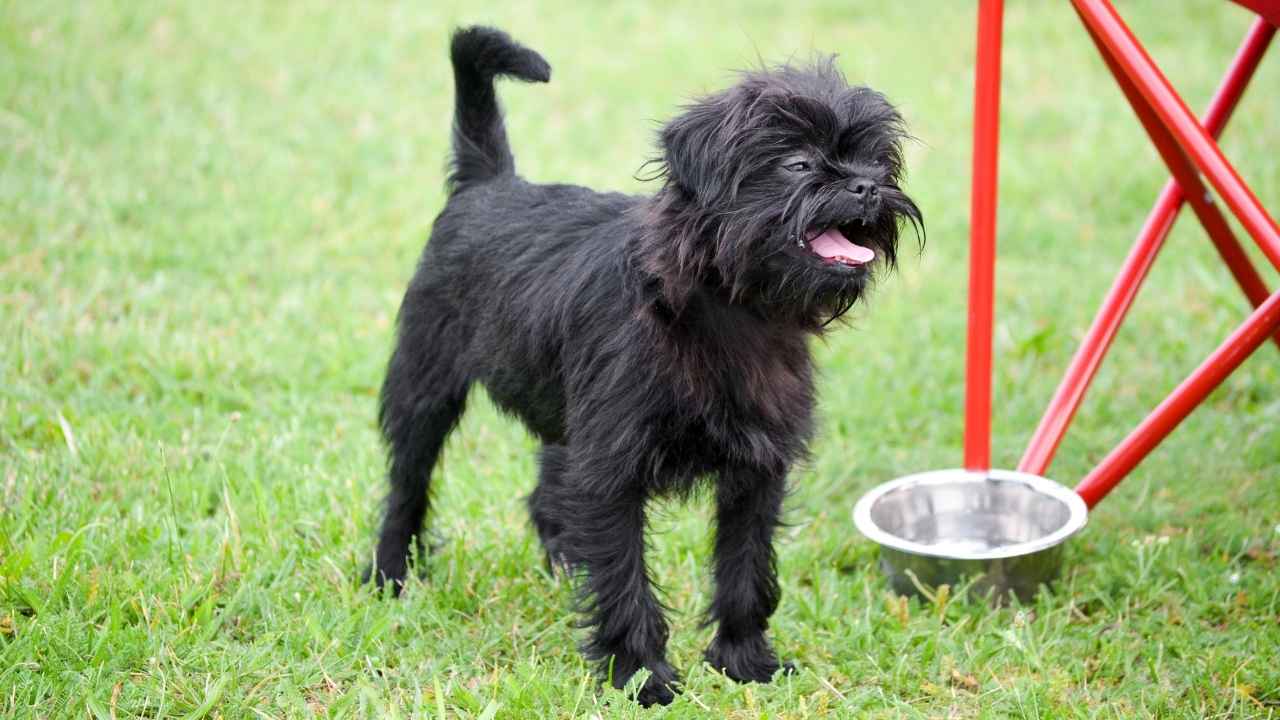 Affenpinscher