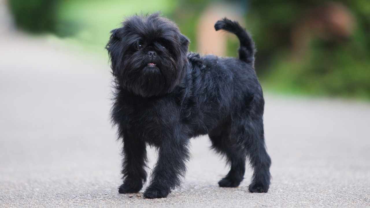 Affenpinscher