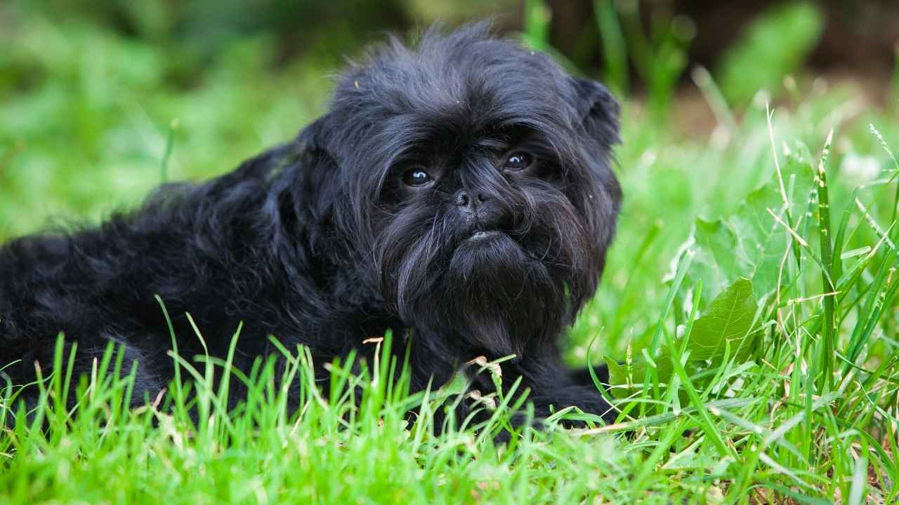 Affenpinscher