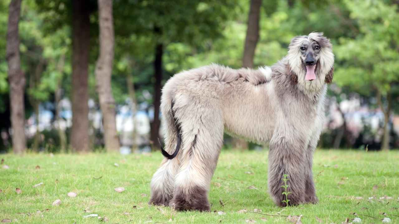 Afghan Hound