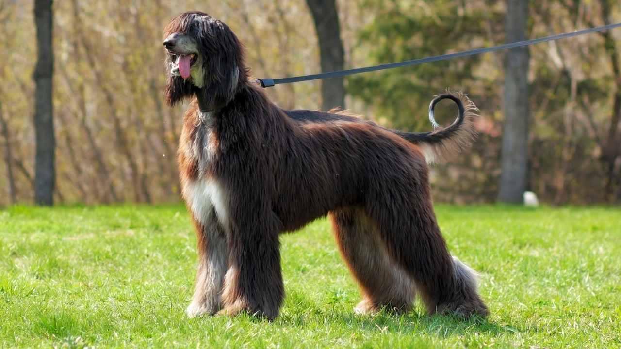 Afghan Hound