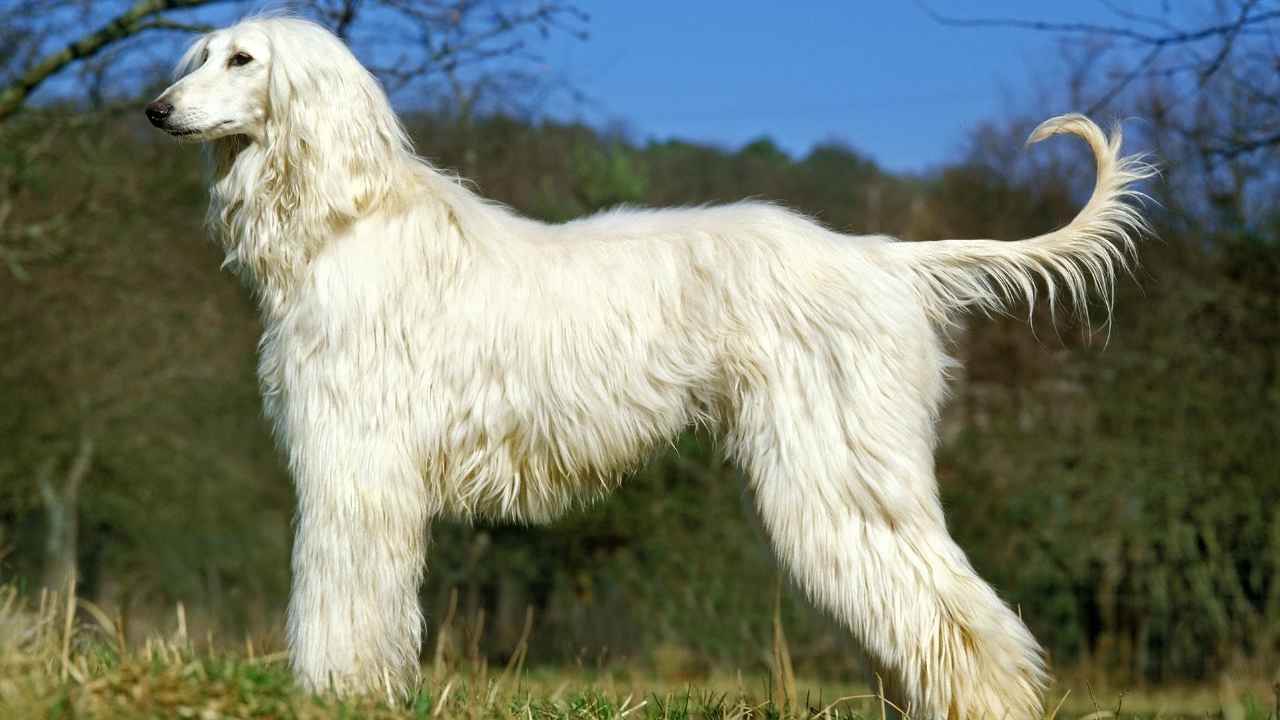 Afghan Hound