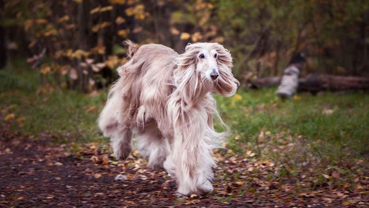 Afghan Hound