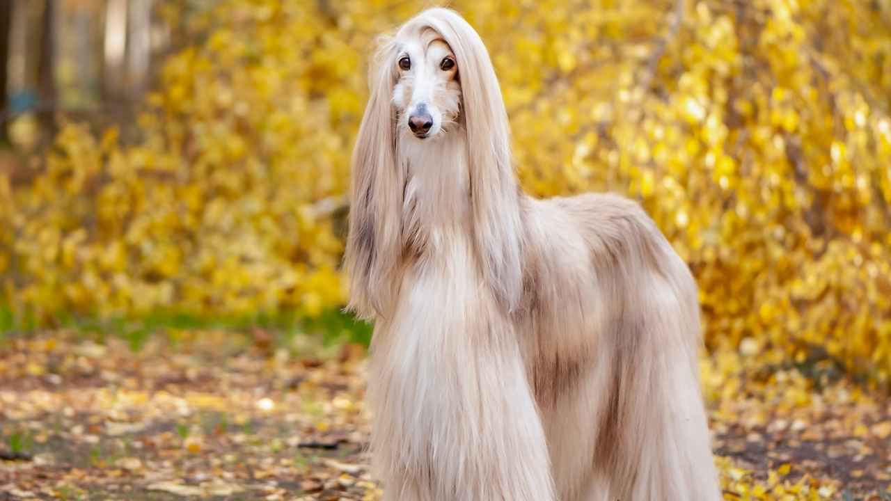 Afghan Hound