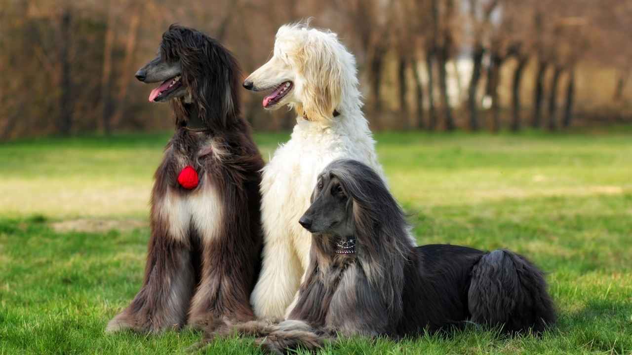 Afghan Hound