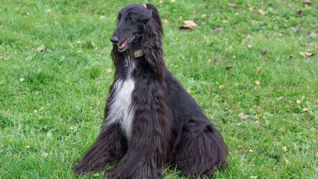 Afghan Hound