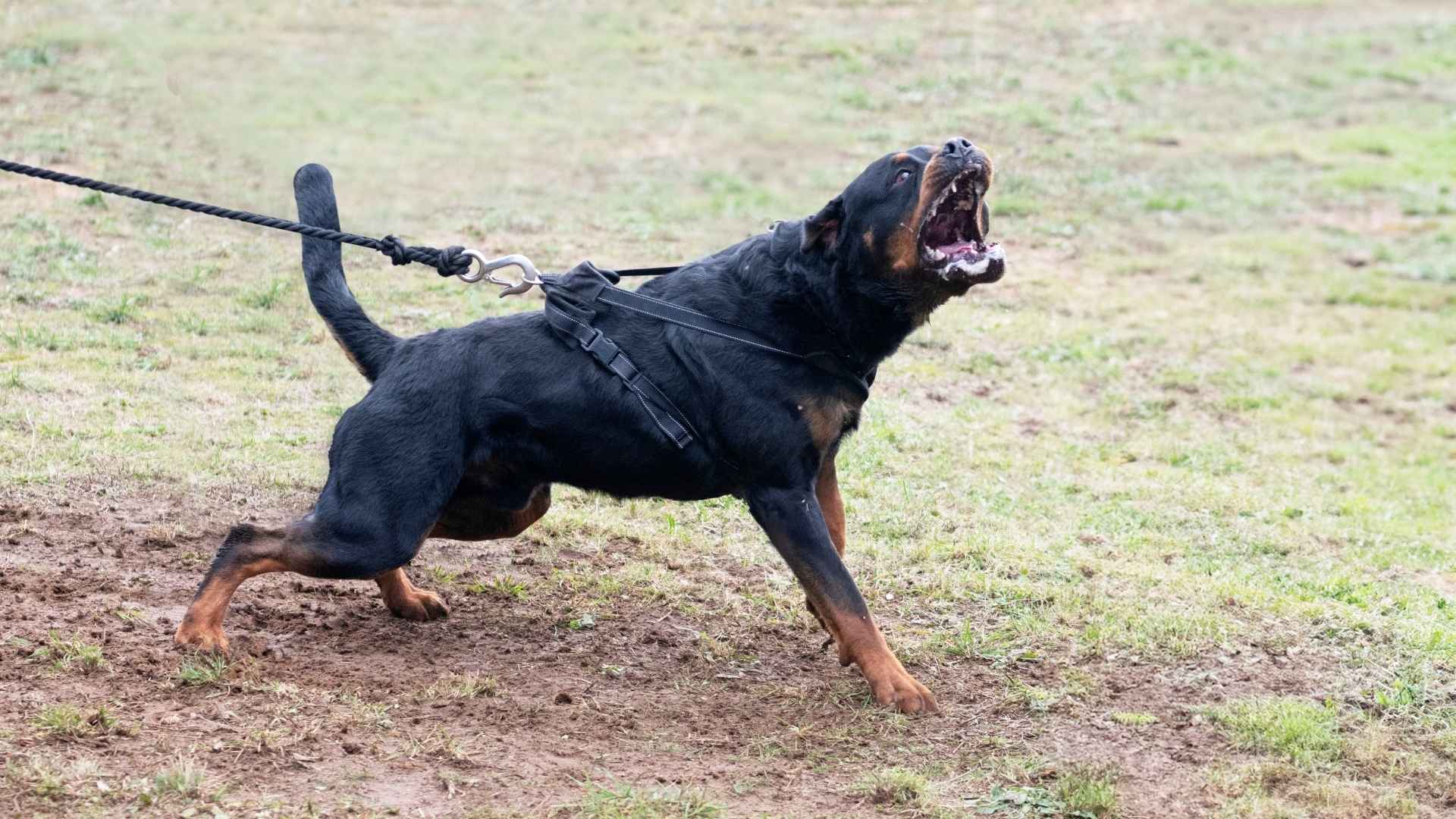 Aggressive Guard Dog Breeds for Intruder Deterrence