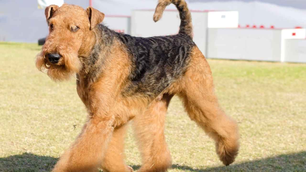 Airedale Terrier