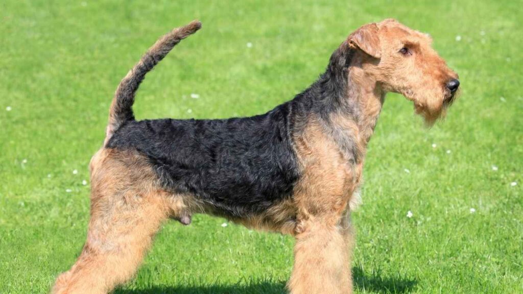 Airedale Terrier 4 5