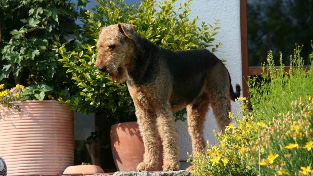 Airedale Terrier