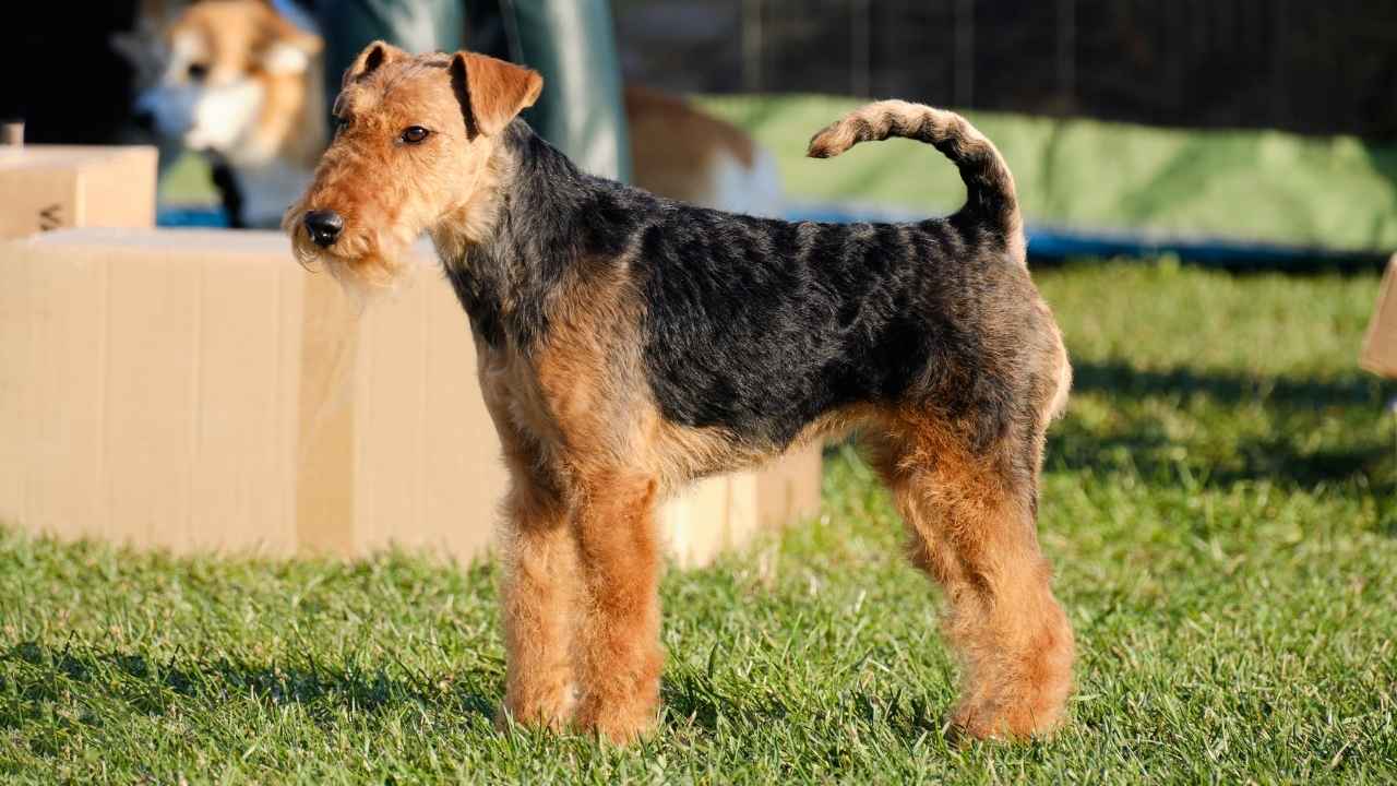 Airedale Terrier