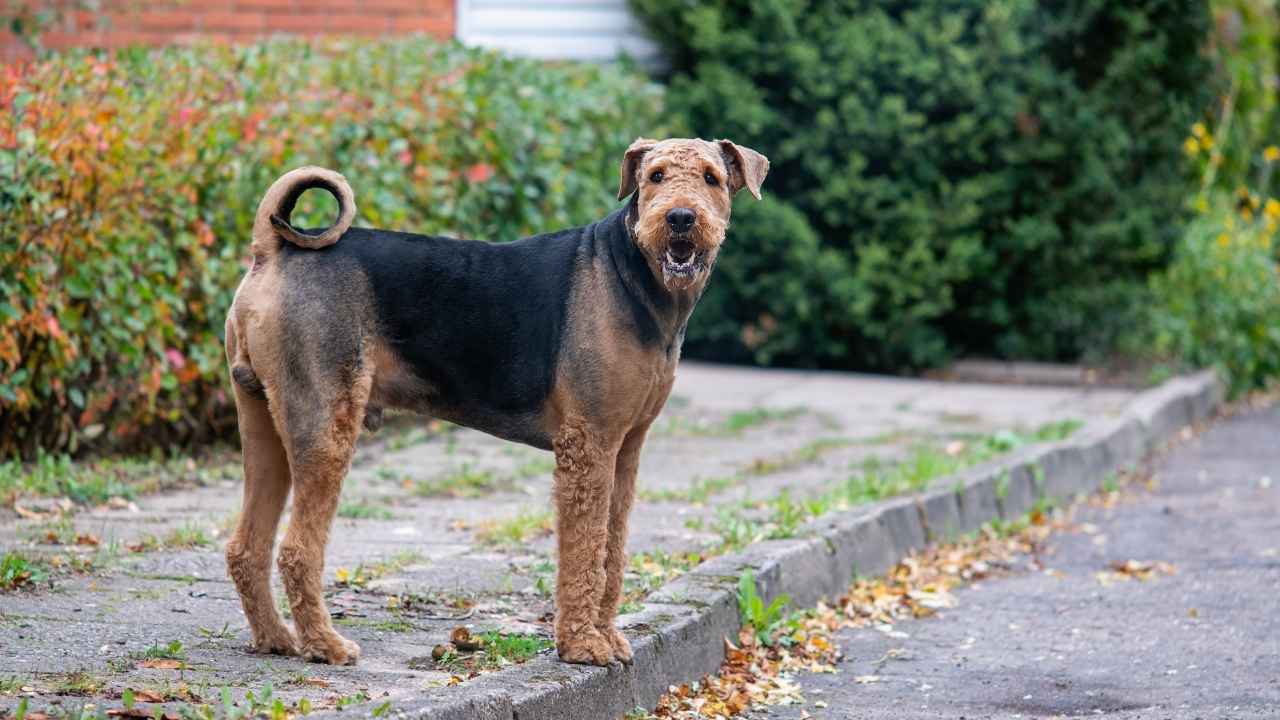 Airedale Terrier