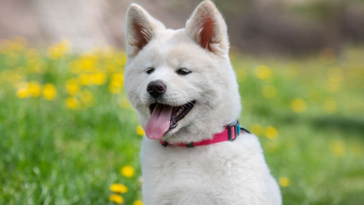 Akita Inu