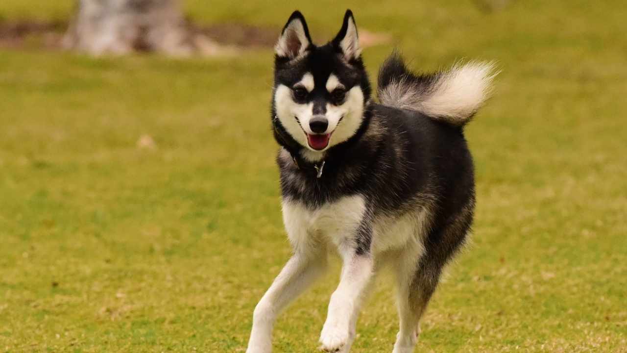 Alaskan Klee Kai