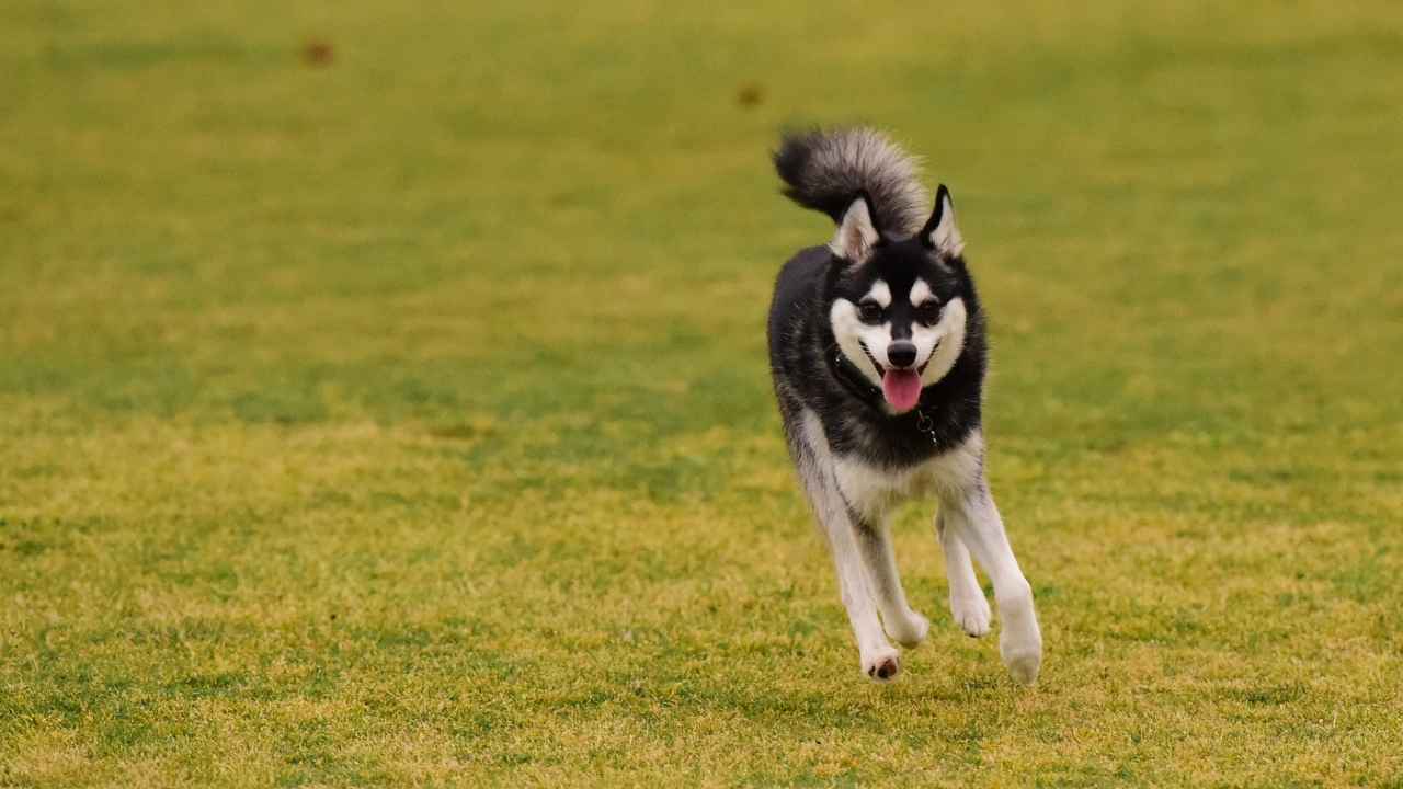 Alaskan Klee Kai