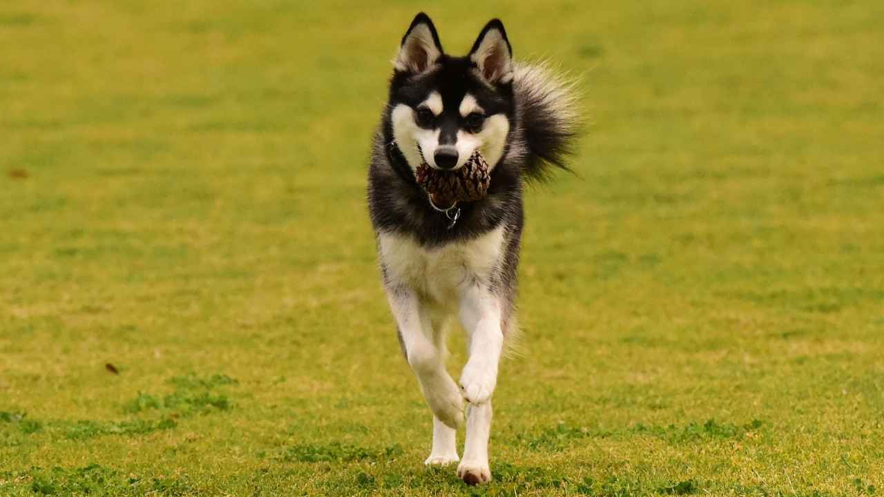 Alaskan Klee Kai