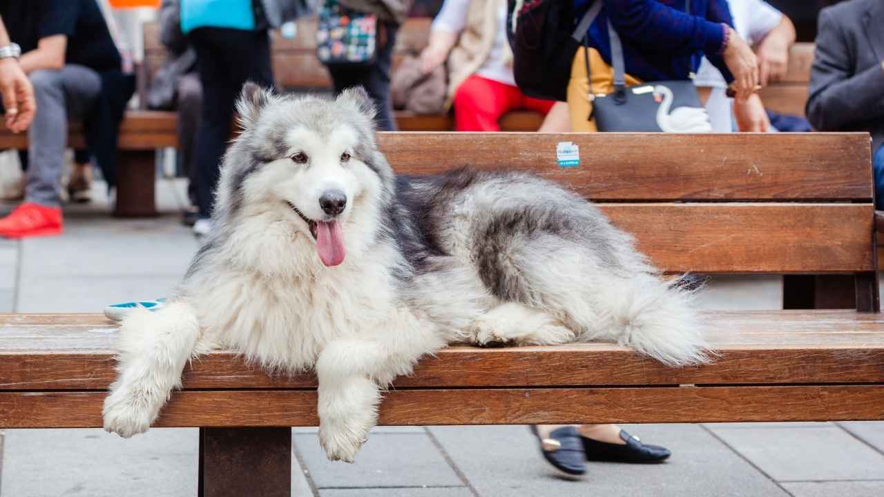 Alaskan Malamute