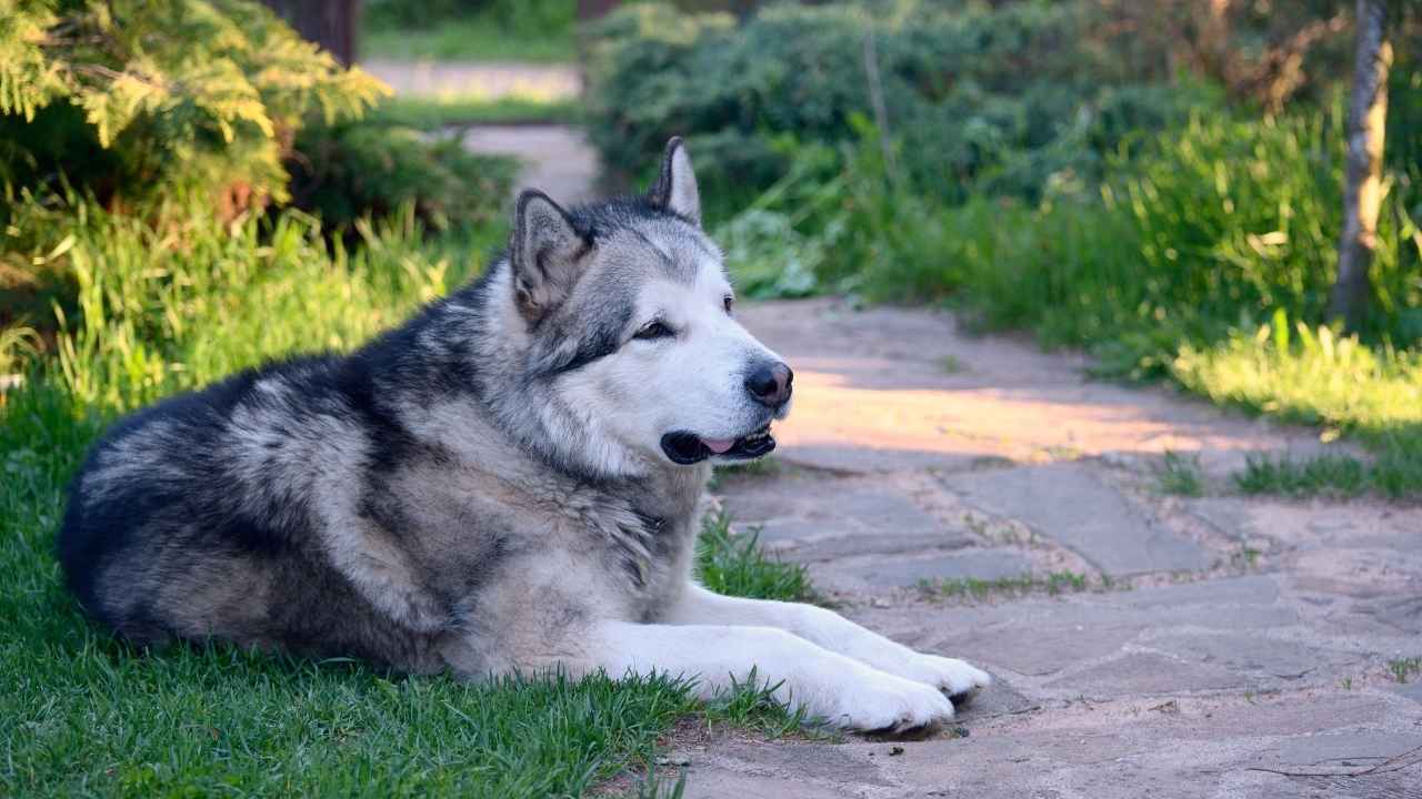 Alaskan Malamute