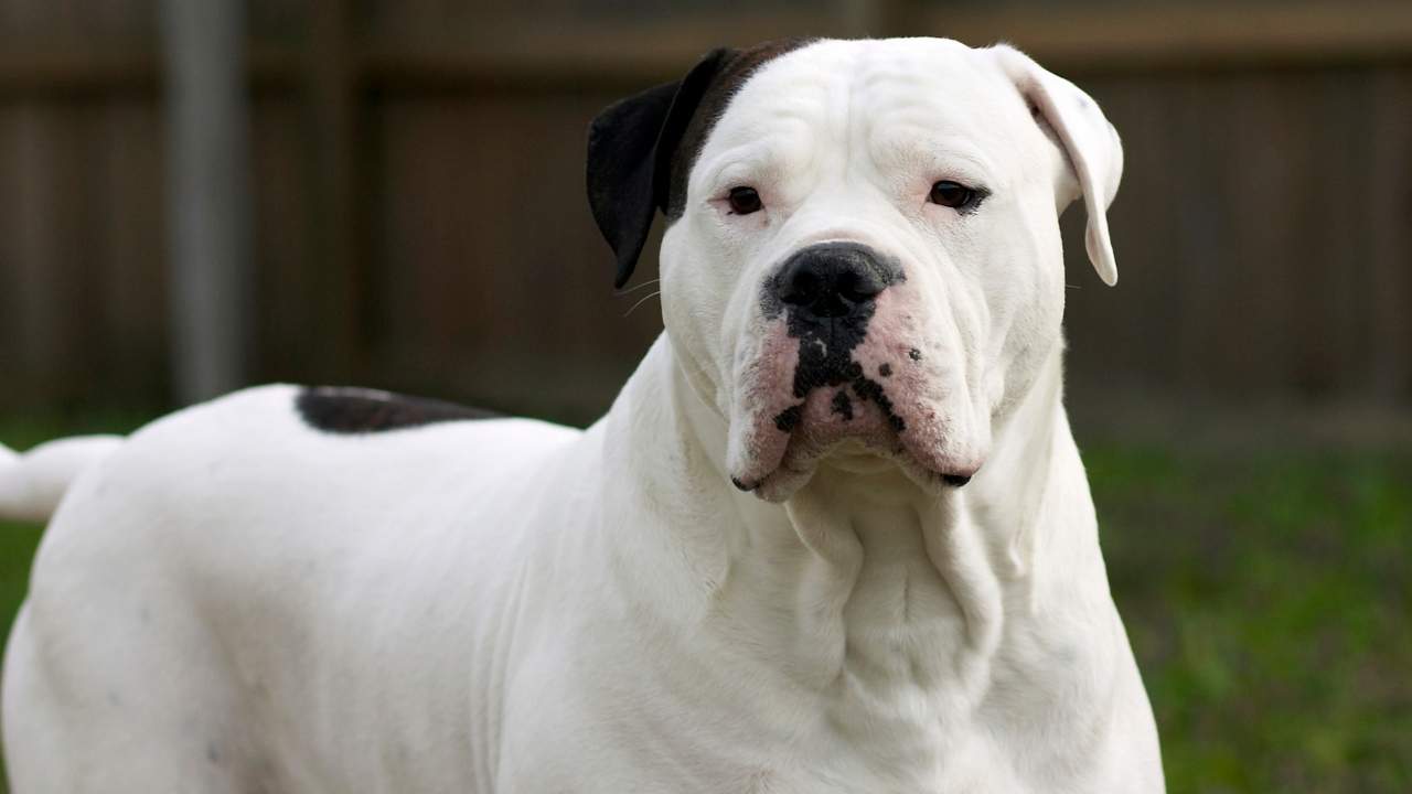 American Bulldog