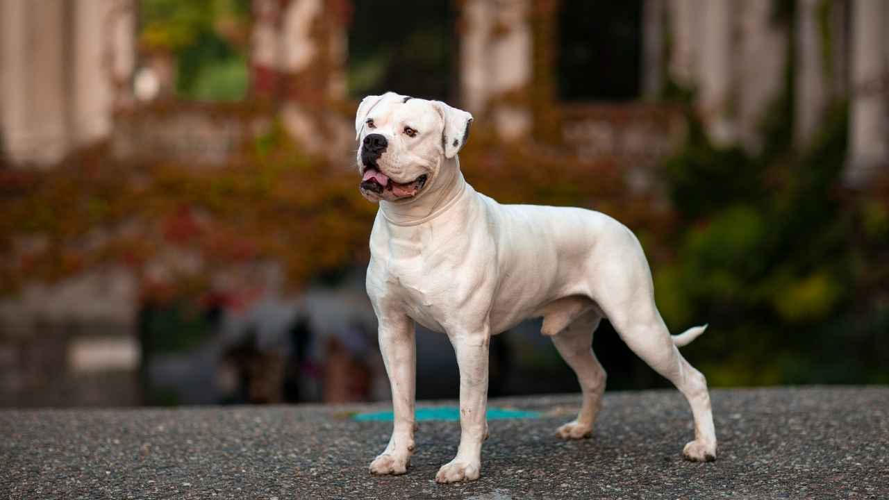 American Bulldog