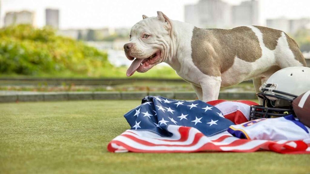 American Bulldogs