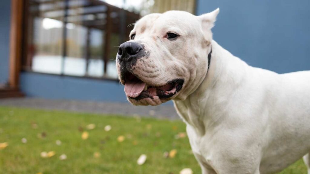 American Bulldogs