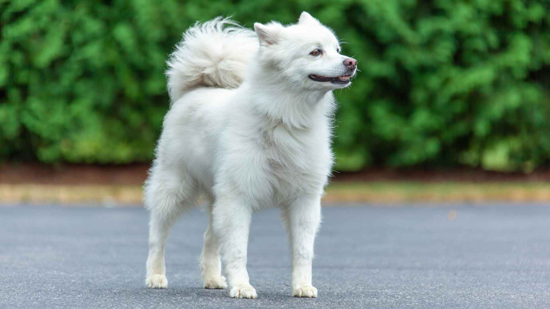 American Eskimo Dog