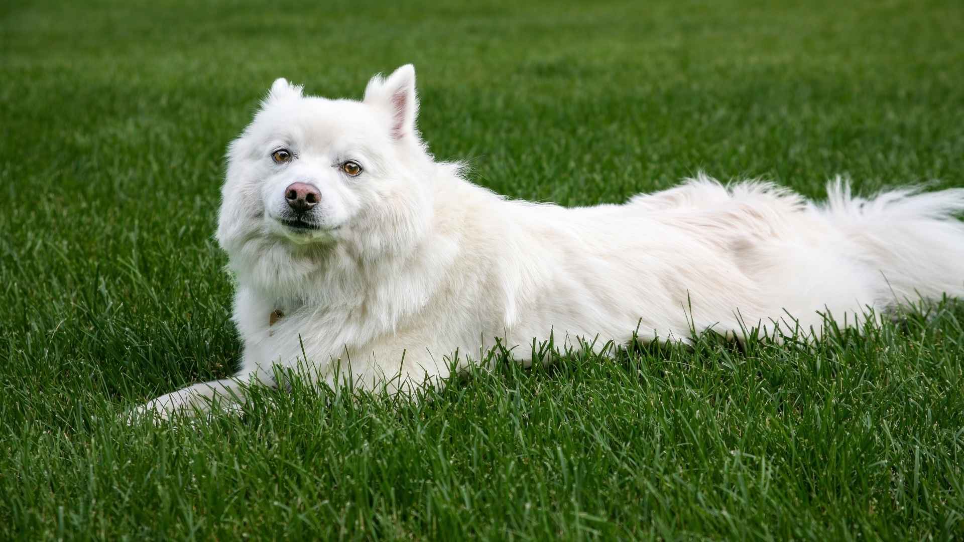 American Eskimo Dog