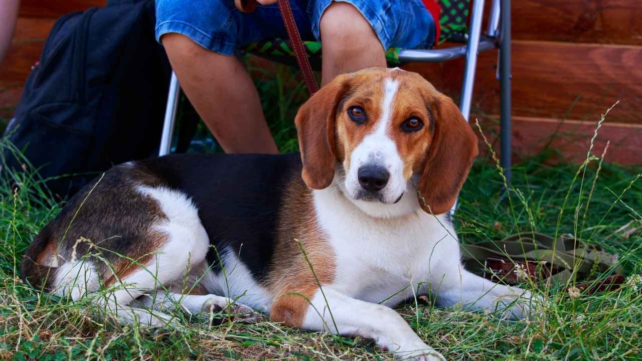 American Foxhound