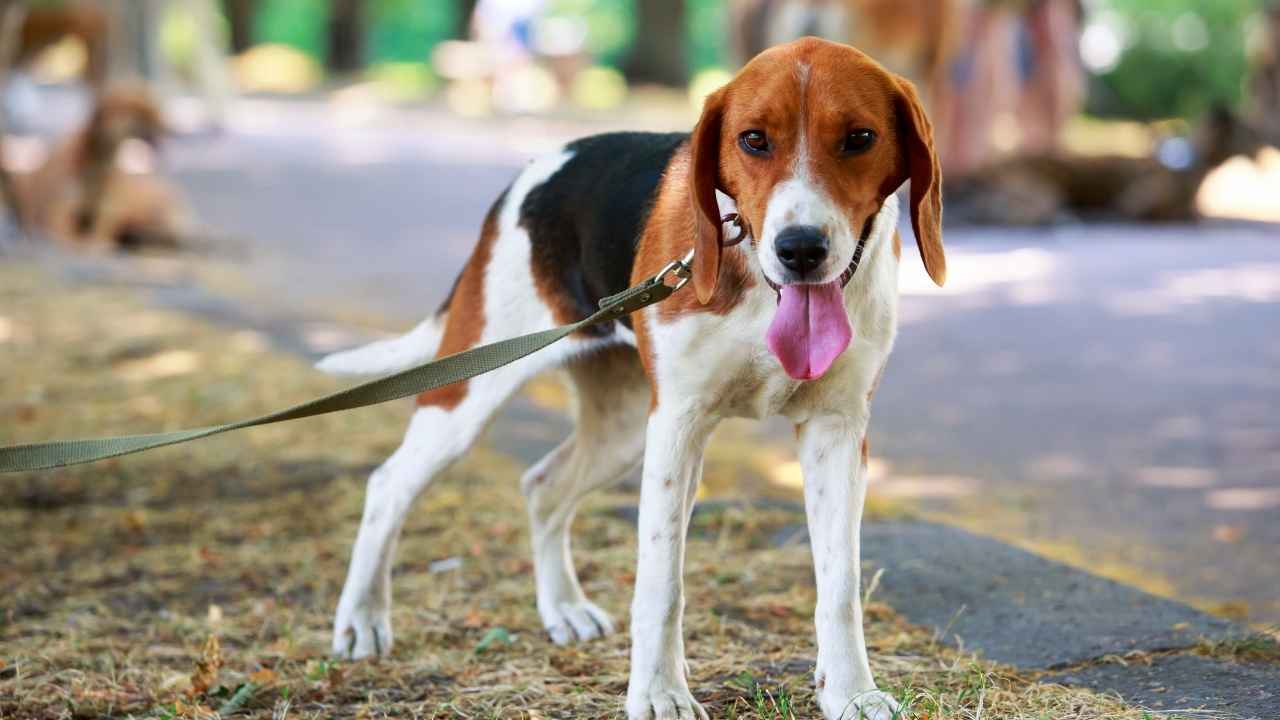 American Foxhound