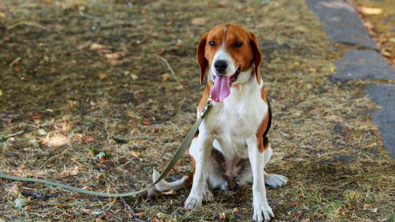 American Foxhound