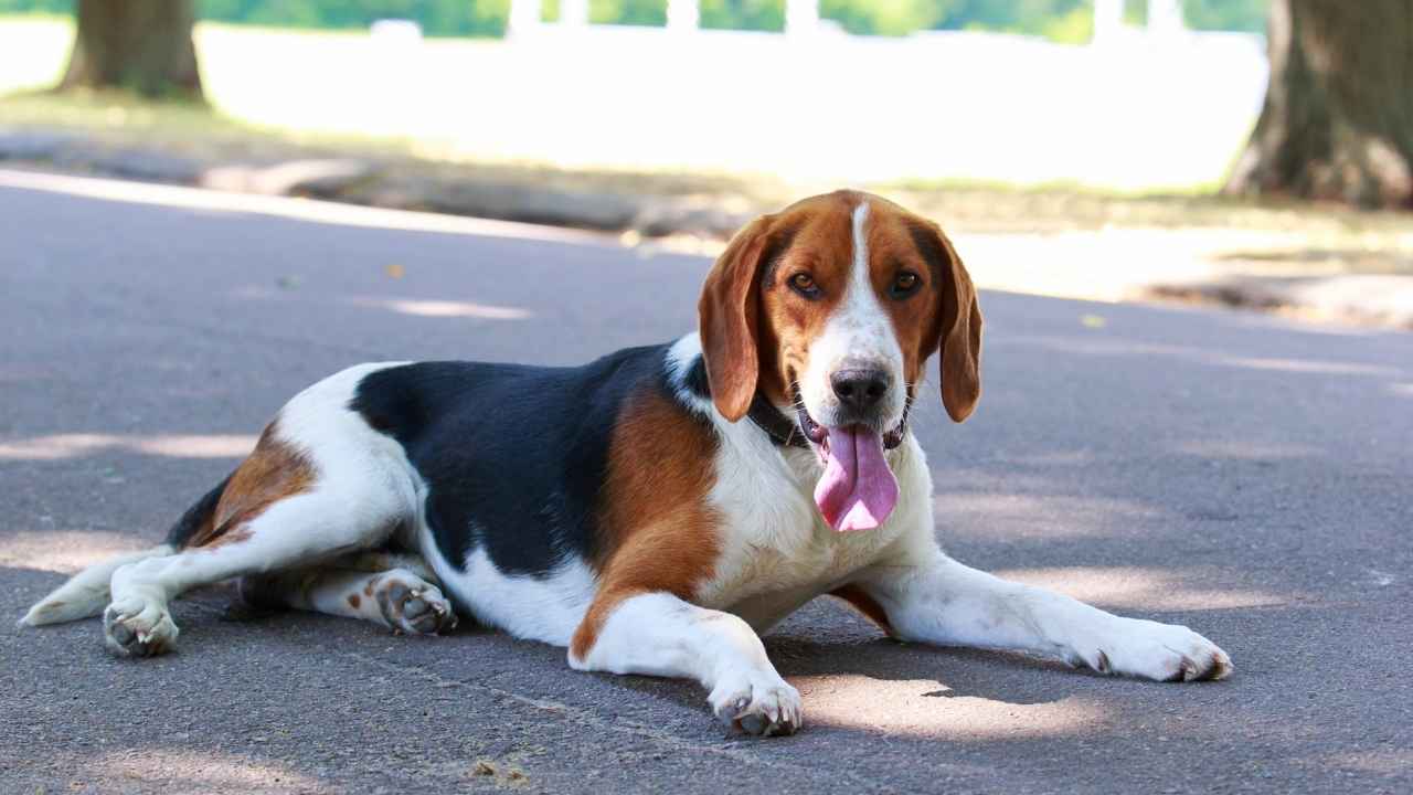 American Foxhound