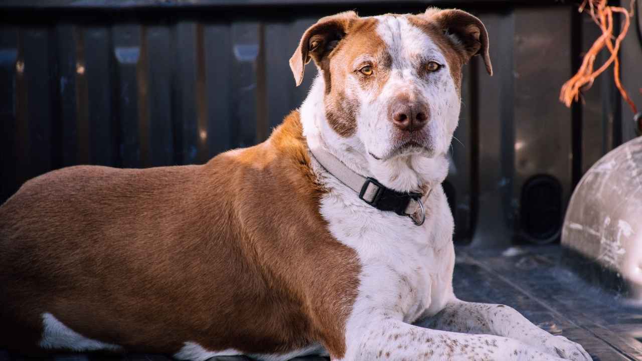 American Pit Bull Terrier