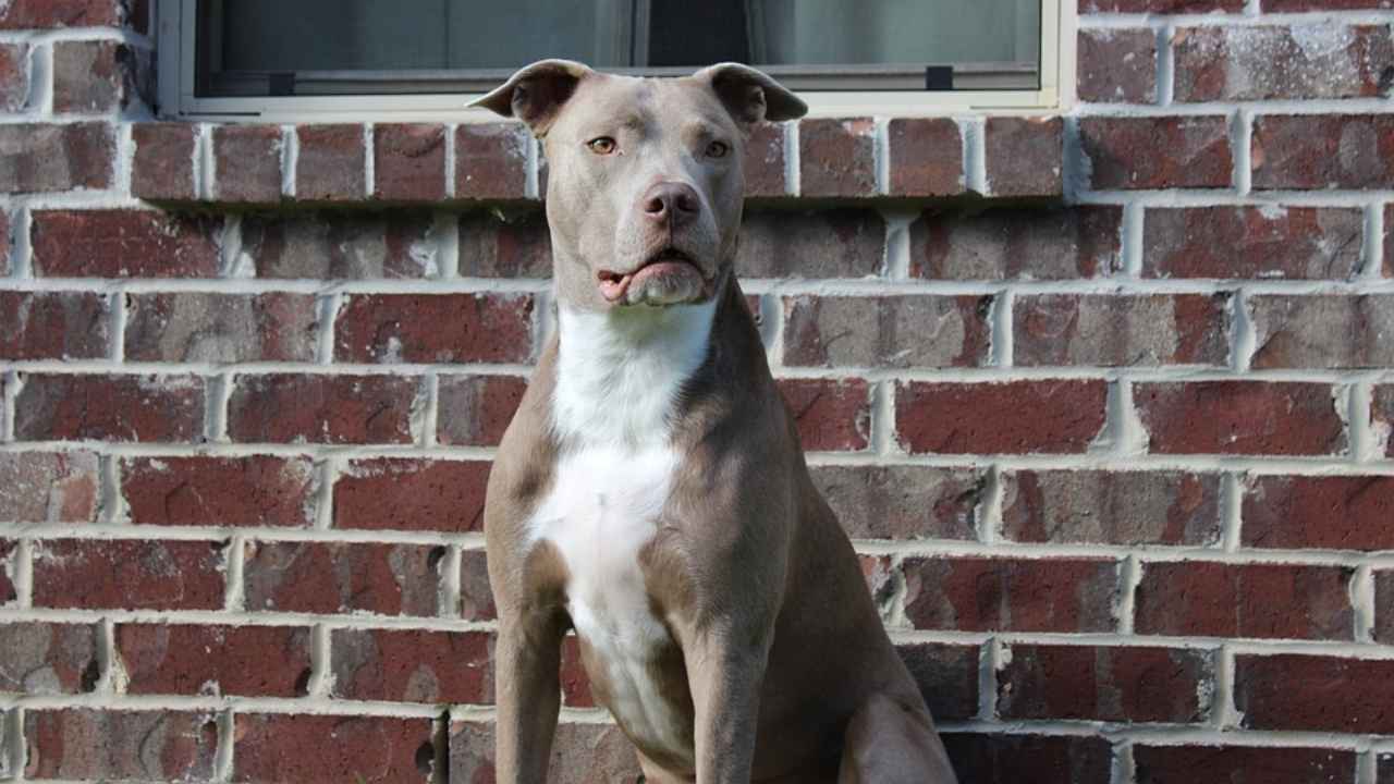 American Pit Bull Terrier