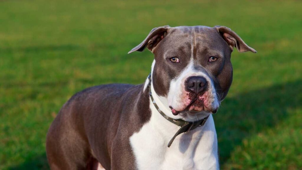 American Staffordshire Terrier