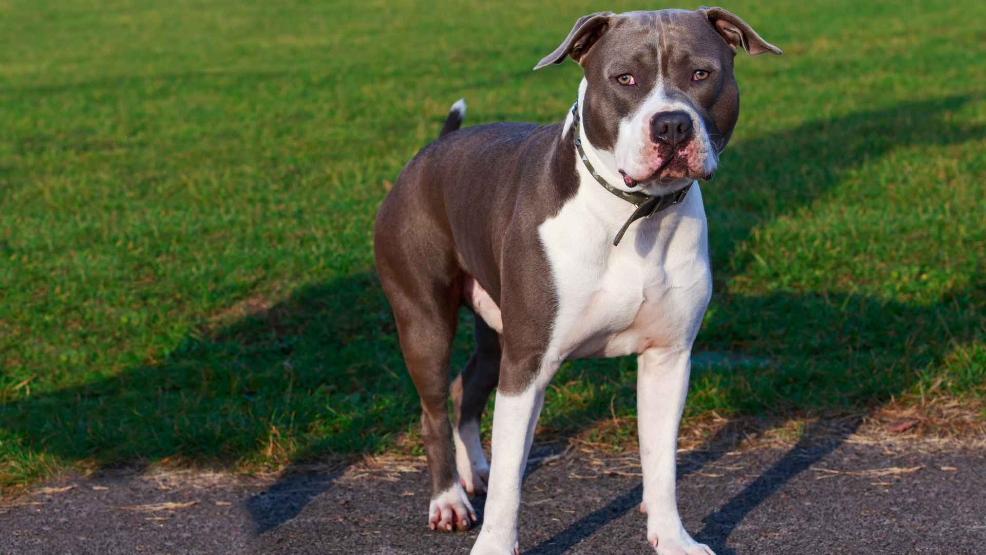 American Staffordshire Terrier