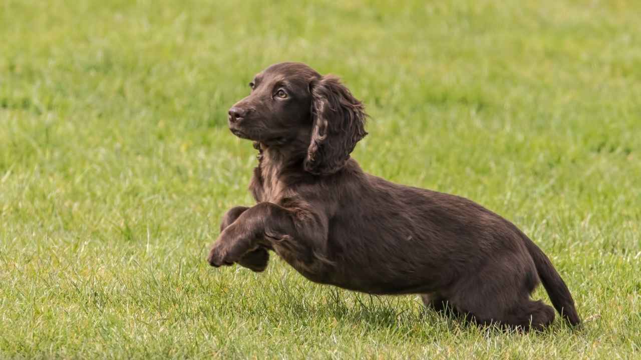 American Water Spaniel