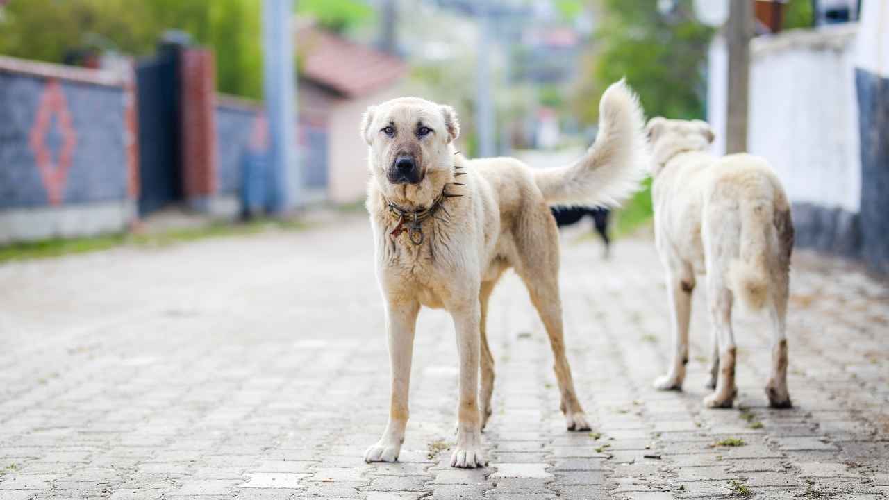 Anatolian Shepherd