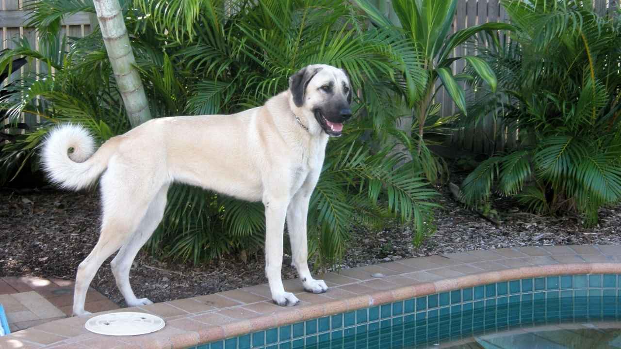 Anatolian Shepherd